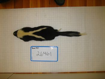 Media type: image;   Mammalogy 26461